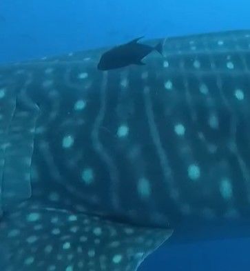 80704cee-0a24-4328-a71e-ed3370a2181b