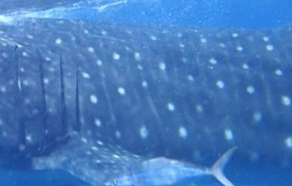 17e7423a-b532-444c-8b64-39145842086a