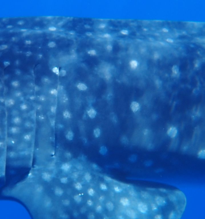 acfdd706-caaf-4d19-97dc-3421ab99ef5b