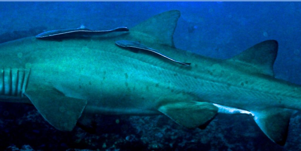 a54863b5-8773-4477-98bd-6e9abc1e7c01