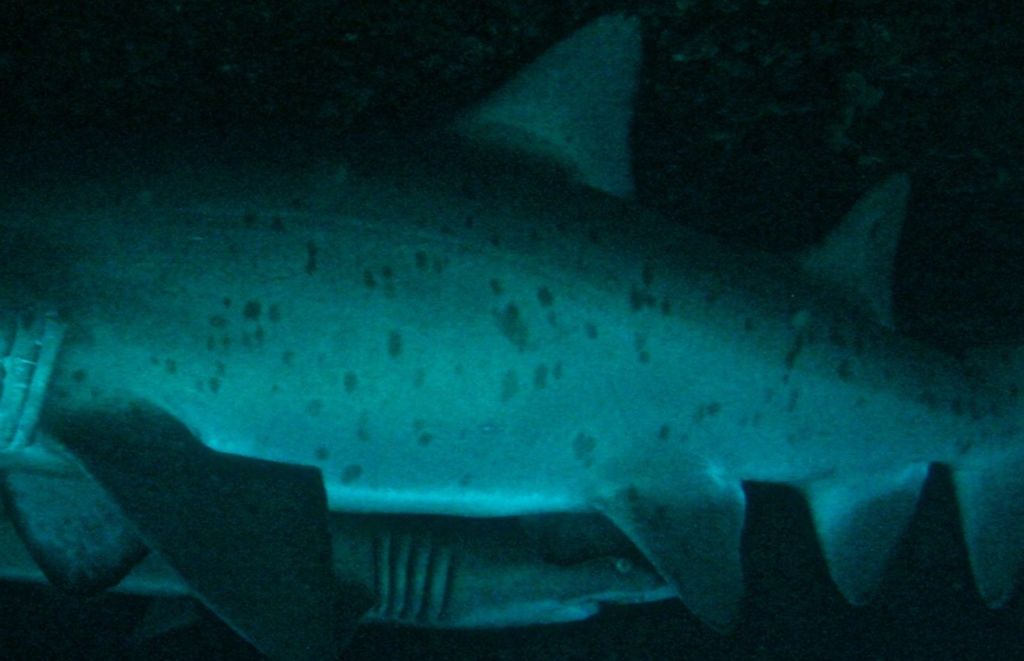 bf176ee5-0654-4ee0-8937-260b9e01cdfb