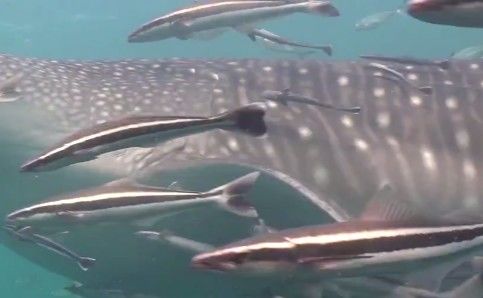 e73bcb31-fce3-4331-bd41-836f4392445b