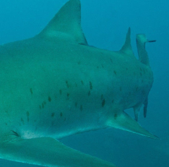 fe798643-48a4-4e77-816b-f14d8dc73779