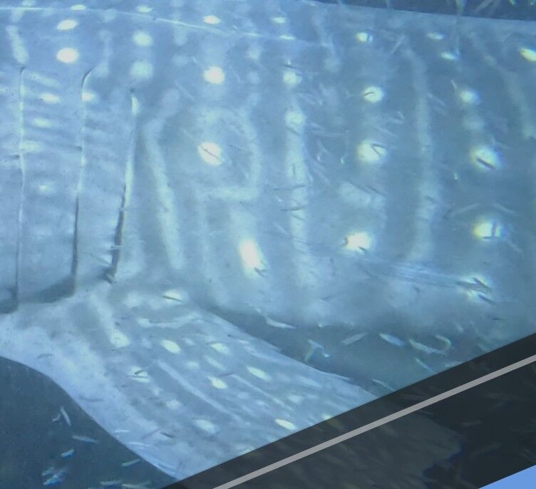 5c301dd1-774f-4145-bf6d-4de7abcc2e0a