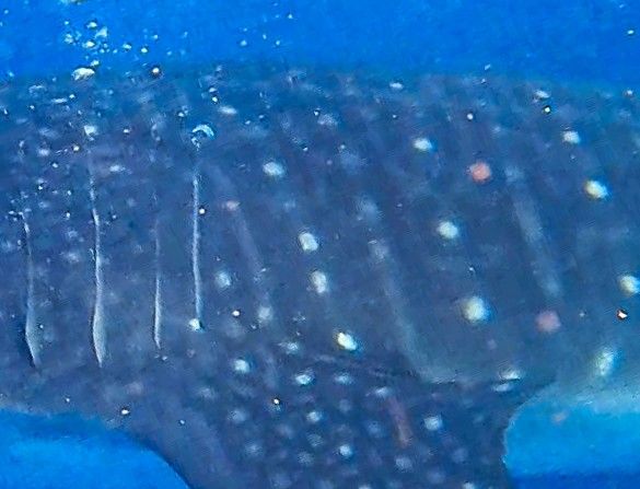 eb317d79-0ba9-45d7-801c-5d0c3c74e3a4