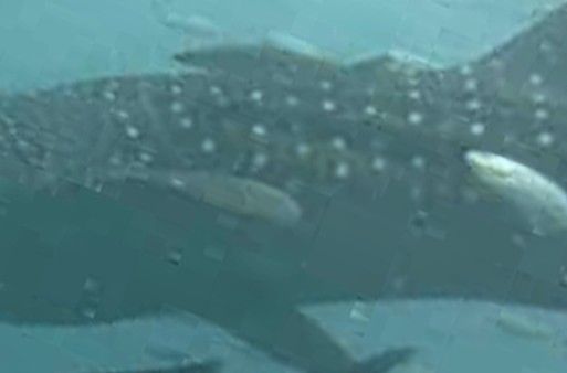 e95cc242-7780-4858-8a9f-b8d735c1ddcd