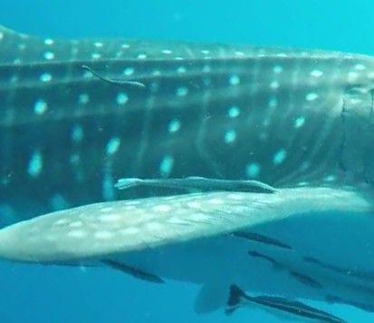 aea5544f-7d89-46fd-86af-51749336db7c