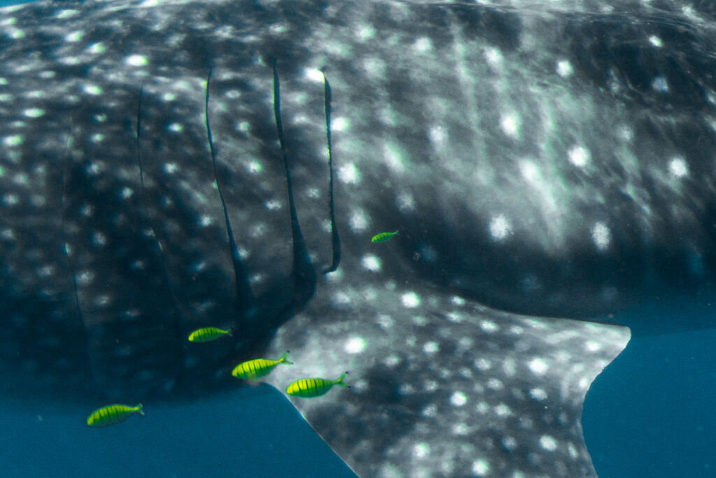 8e49bed7-edaa-47bb-866c-c275b975ae4e