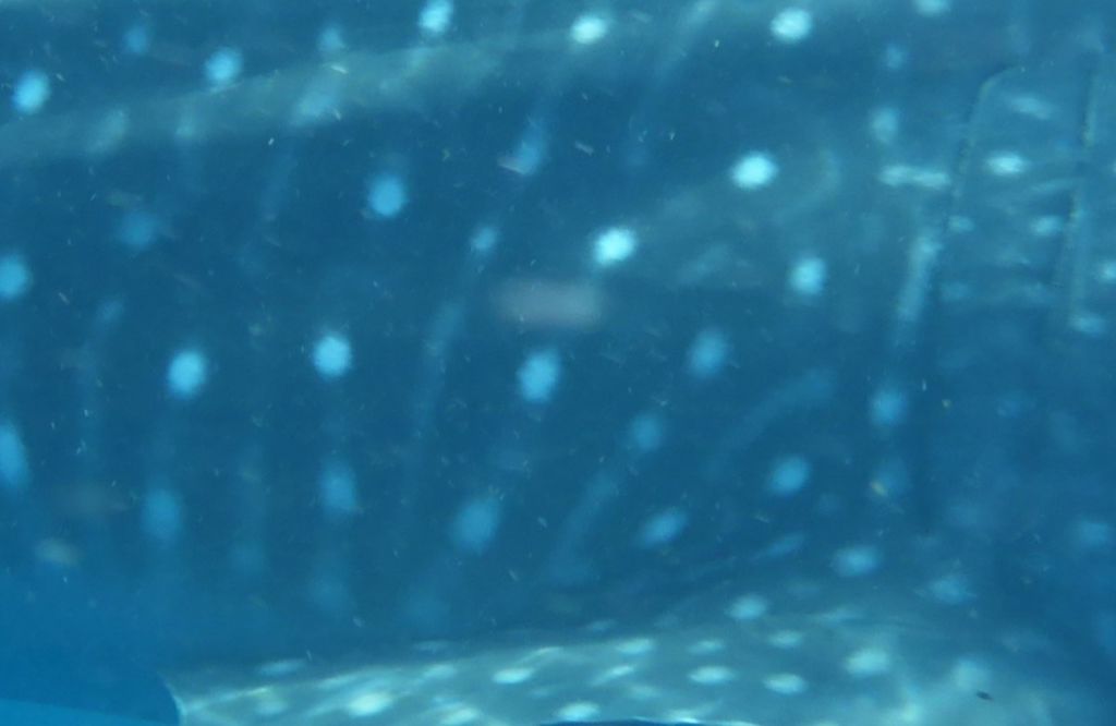 3266998e-a0d3-4f03-ae52-b27938258426