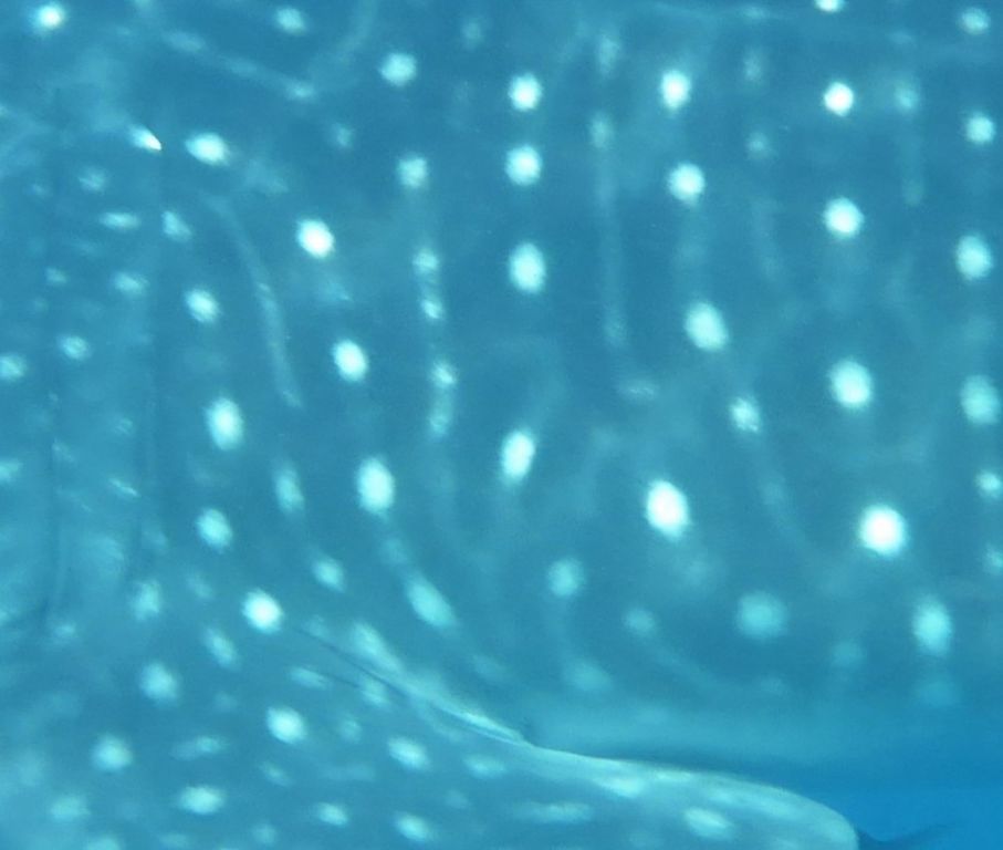 3266998e-a0d3-4f03-ae52-b27938258426