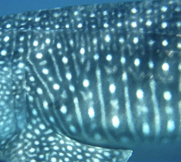 1c6584c0-0dff-4857-b65f-f35ec027cbb4