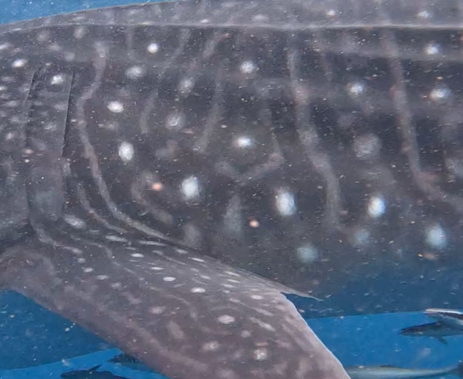 50a13338-9215-4dff-a1c3-e07aea9534d2