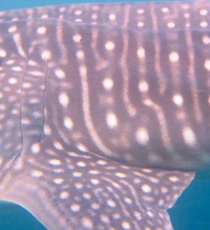 bfc8ec09-27ad-416b-bfa8-92ad711ee172