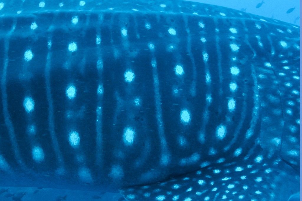 5dc951e1-9e5a-4bca-863b-8973748bd241