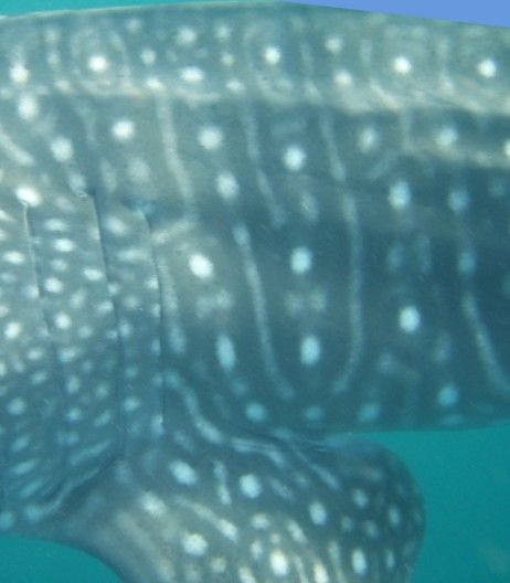 981031c0-82d5-4a03-94c3-bc195f7eb76f