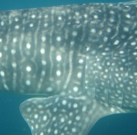 981031c0-82d5-4a03-94c3-bc195f7eb76f