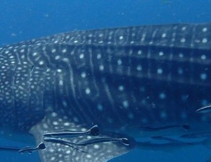 8ff9c1c0-17e7-4726-a753-7839c1a32baa