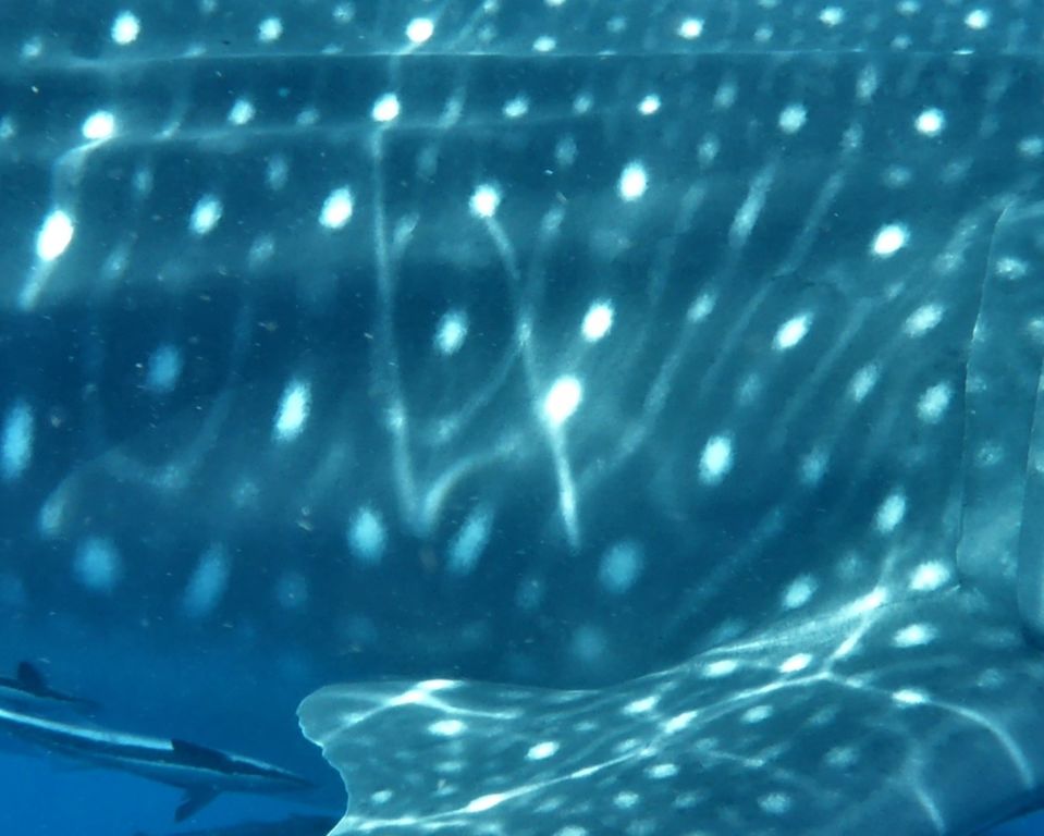 4161e76c-c81e-4045-9c25-99bd2770a108