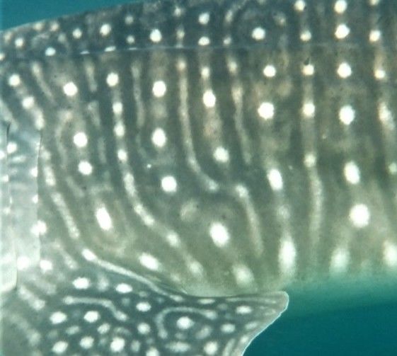 7e499fc8-356f-41a9-a3bc-b52d4b601dfa