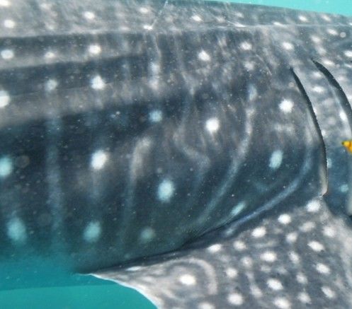 64cd1ad5-4215-4f50-b611-4e88017c460a