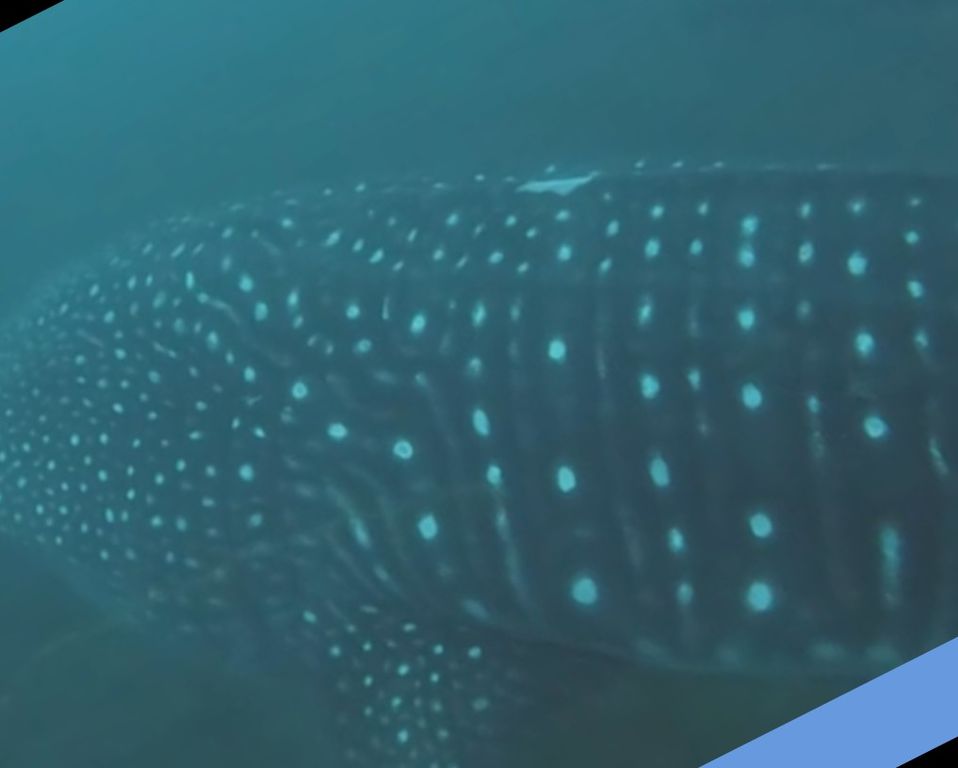 8b775038-c59f-418e-8249-6a68d7cf7191