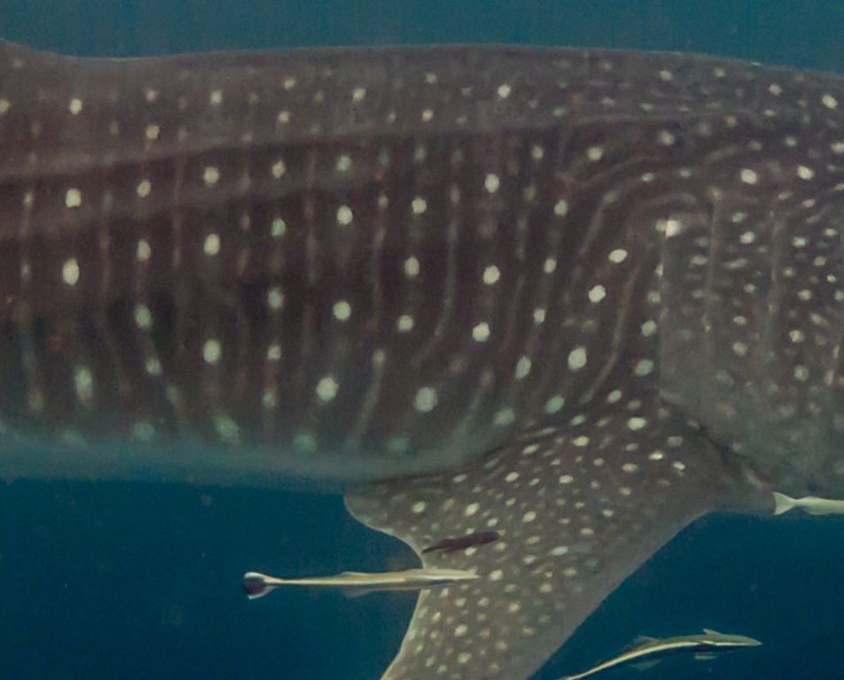 0c131ce6-debe-4ea0-a95b-0b255f37855a