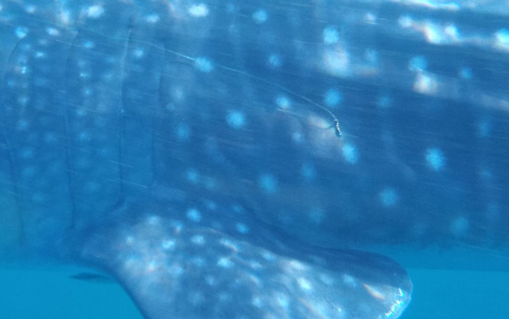 71431516-53be-4fea-bd91-fc8bfc64f7e5