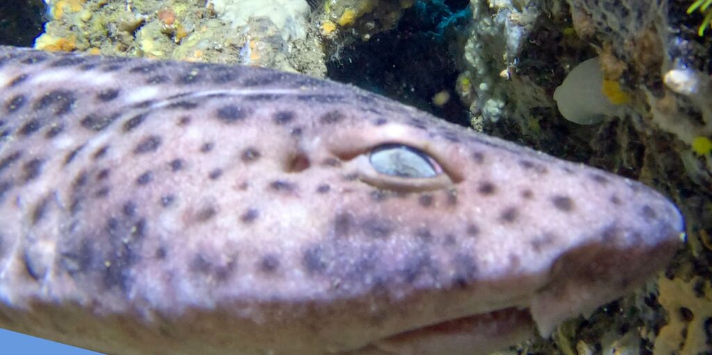 9ffed4a1-f7c7-431b-82fa-a87a2e9266e4