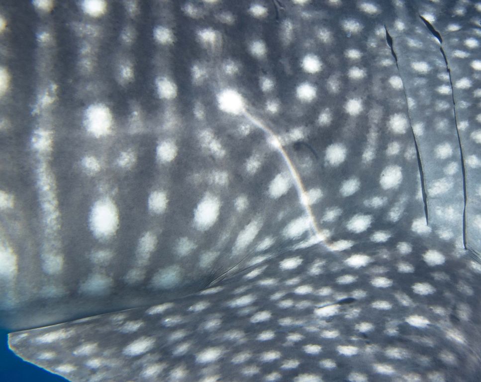 518fb49a-a7d5-4d11-8fbb-4ac3e38debf9