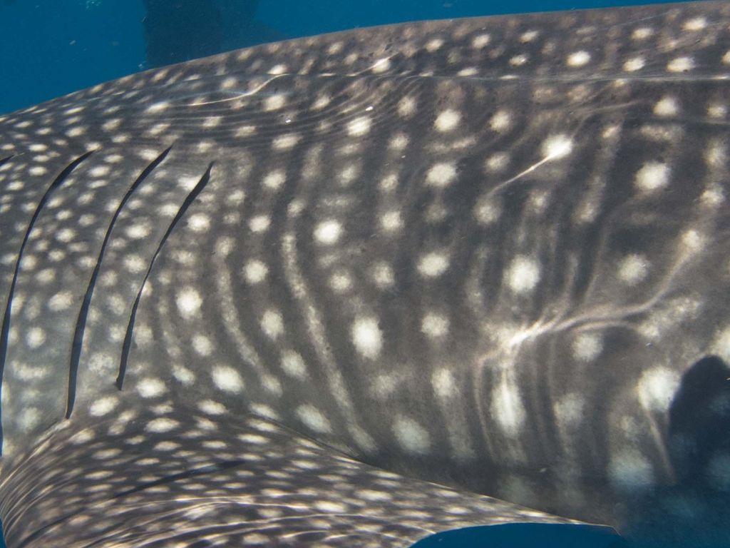 518fb49a-a7d5-4d11-8fbb-4ac3e38debf9