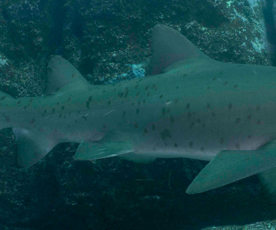 5c4e2987-4485-496a-898d-0bab21c6b8f5