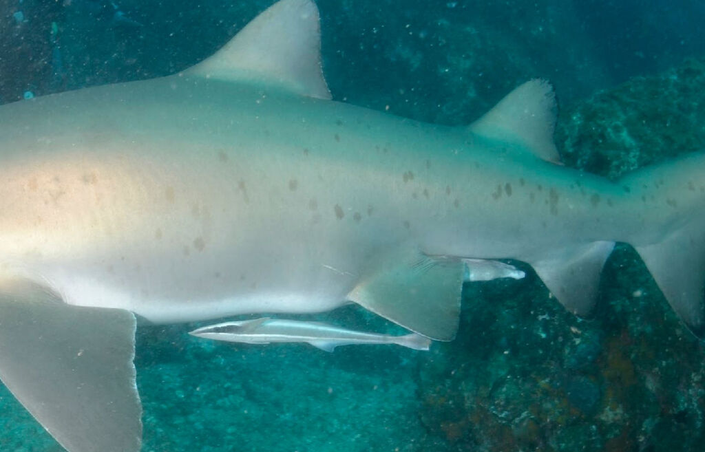 a5345245-842c-4da9-b3d0-be82f33e3660