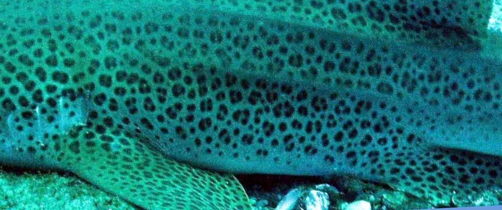 31502c34-9670-41cb-bed0-f30962d627bb