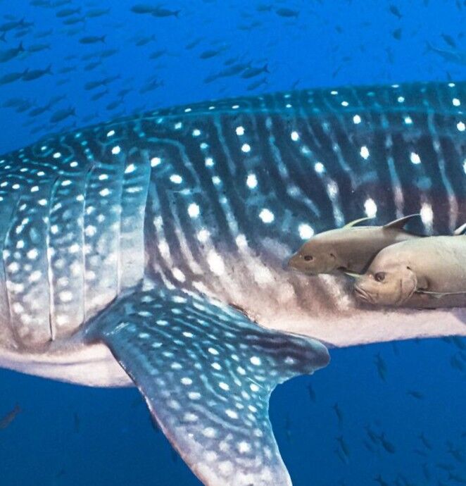 d7a68d08-641d-46cd-b9a3-f1f50b0a478c