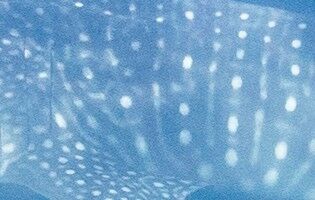 a63ef4b5-55cd-45e8-bc37-cf5533845fc6