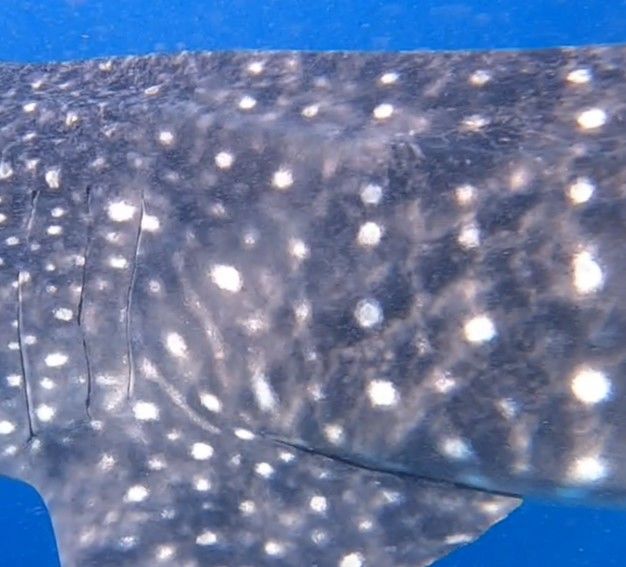 02a12010-8d8e-45db-9df3-70671ead74f5