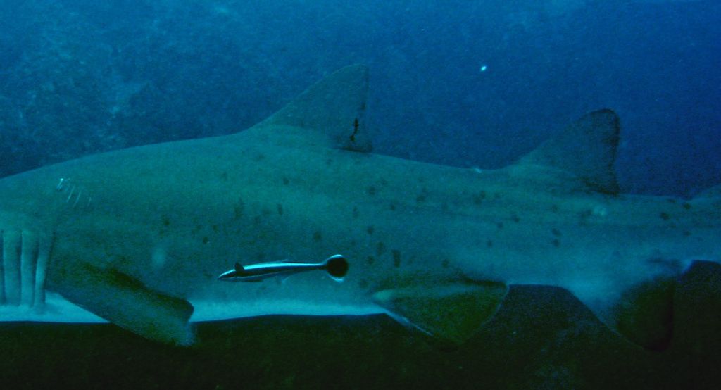 6e470dc2-bac3-469f-a90f-34c6043d2b84