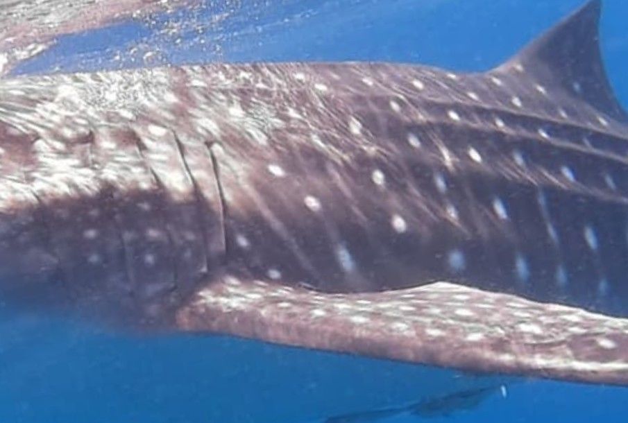 881139e8-c29d-4f85-9678-cb60a7d0655e