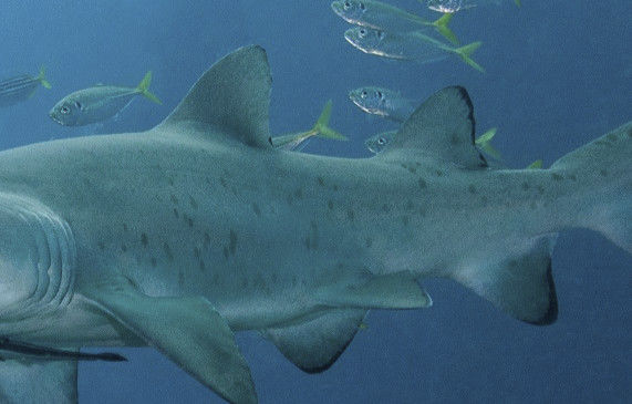 45d9eb30-551b-484b-bb6a-bceb5d61b115