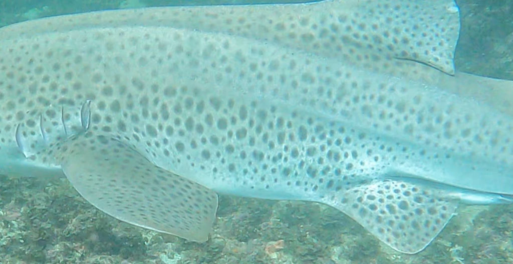 a62dc779-4720-4379-9956-9be28e2e9720