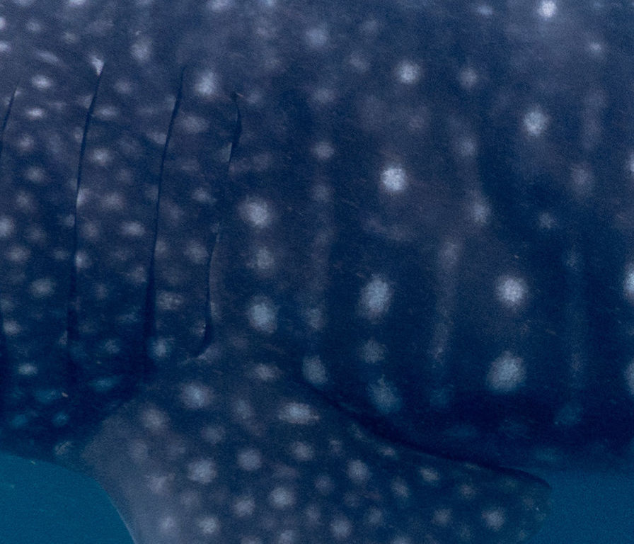 1781226c-ba59-4d5c-ad3a-de4cdcb54cf1