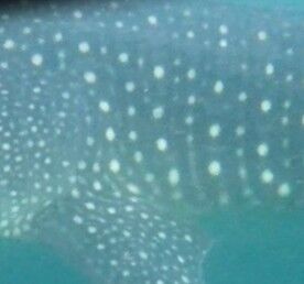 501a74da-1048-447e-84f4-18ea1fda4747