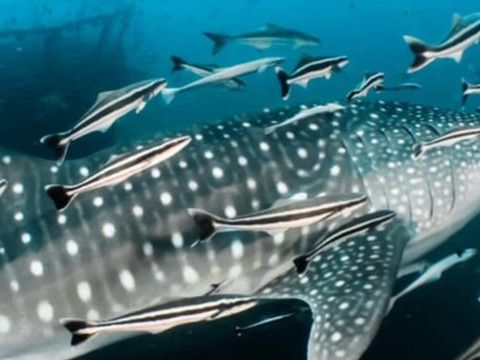 9979090a-41d1-46df-b252-14d4afc3a40b