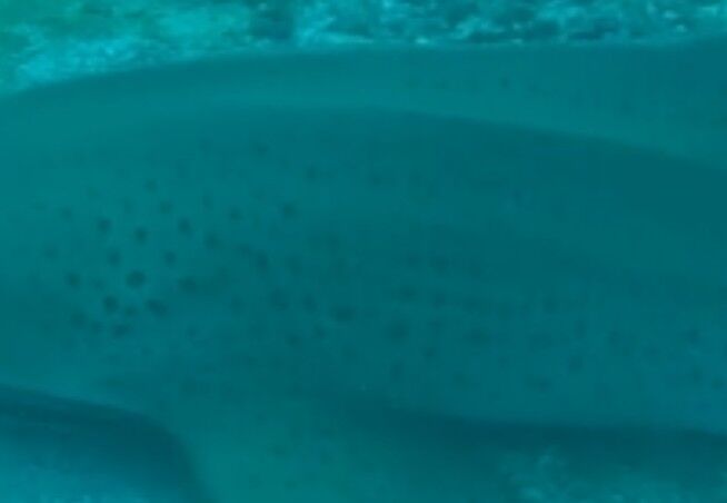 6ea7952e-b232-4ffa-834c-721d8beaad82