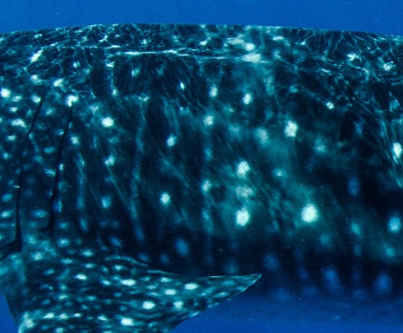 1c70dc3c-d654-4e1a-817b-4eea1c7d6cd3