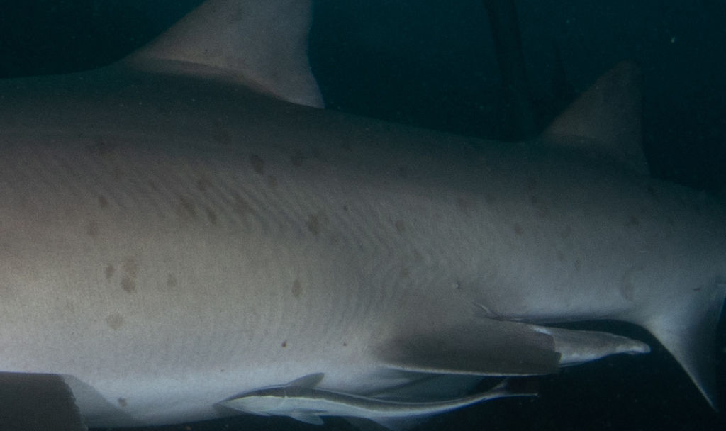 59273d75-cd41-4d71-be2f-e2f626a2acfd