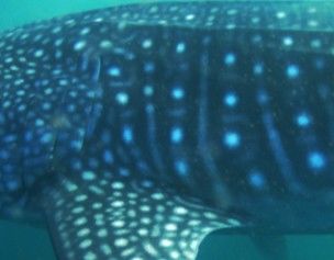 dcd4b9b0-8fa8-48ce-bdf2-aa1440fafa0d