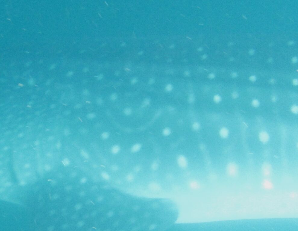 686ac81a-96cc-47b5-ba6a-a44eb341ab2e