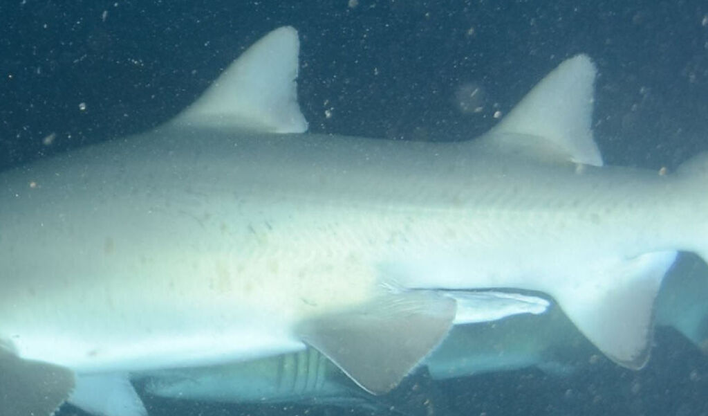 0a34aac4-c2b6-4cbe-a601-3ffbb7d18306