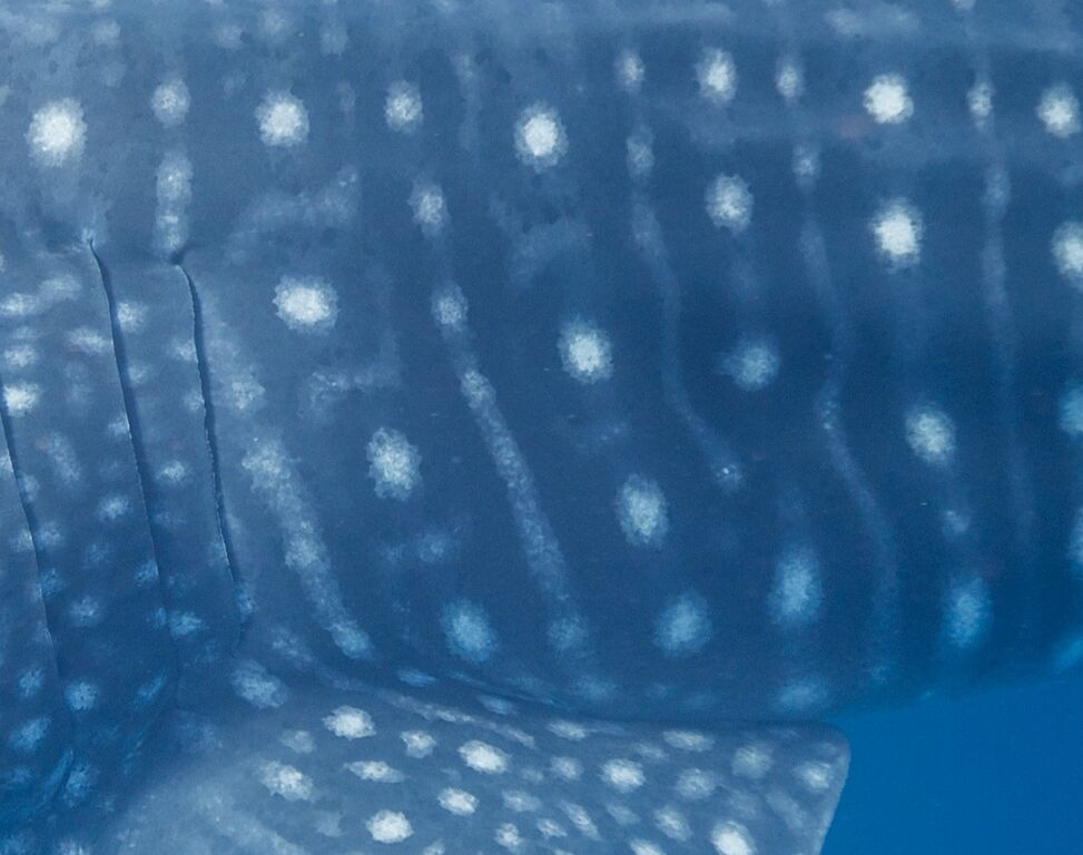 4614197a-62c7-446a-9b8a-58eac5f73ad7